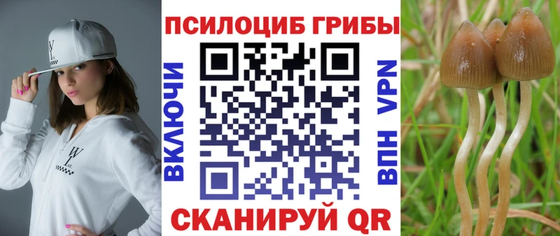 это клад  Кашира  Псилоцибиновые грибы Cubensis 